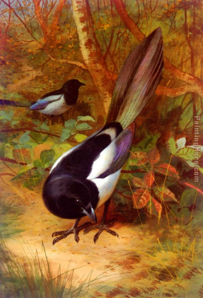 Magpies painting - Archibald Thorburn Magpies art painting